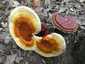 Pecsétviaszgomba (Ganoderma lucidum), Budai-hegység. Fiatalon változatos, idősen egyszínű, vörösbarna kalap